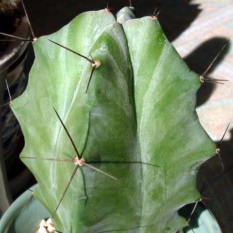 Stenocereus pruinosus Seeds - Exotic Cactus Edible Fruit, Insured Combined Shipping