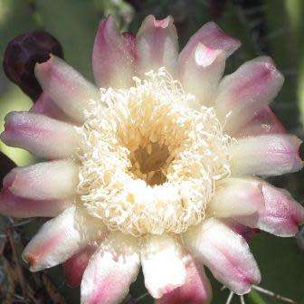 Stenocereus pruinosus Seeds - Exotic Cactus Edible Fruit, Insured Combined Shipping