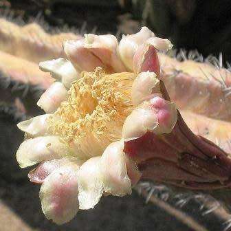 Stenocereus pruinosus Seeds - Exotic Cactus Edible Fruit, Insured Combined Shipping