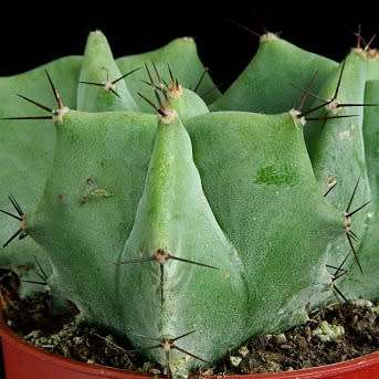 Stenocereus pruinosus Seeds - Exotic Cactus Edible Fruit, Insured Combined Shipping