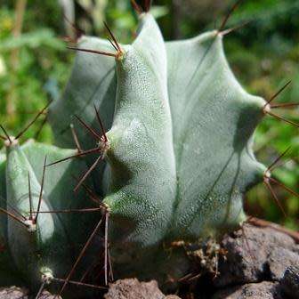 Stenocereus pruinosus Seeds - Exotic Cactus Edible Fruit, Insured Combined Shipping