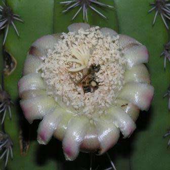 Stenocereus pruinosus Seeds - Exotic Cactus Edible Fruit, Insured Combined Shipping
