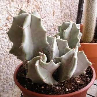 Stenocereus pruinosus Seeds - Exotic Cactus Edible Fruit, Insured Combined Shipping