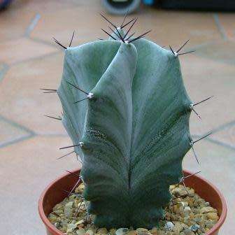 Stenocereus pruinosus Seeds - Exotic Cactus Edible Fruit, Insured Combined Shipping