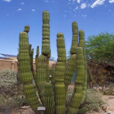 Stenocereus thurberi -5 Seed Pack- Exotic Cactus Edible Fruit, Insured Combined Shipping, NEW