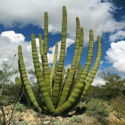 Stenocereus thurberi -5 Seed Pack- Exotic Cactus Edible Fruit, Insured Combined Shipping, NEW