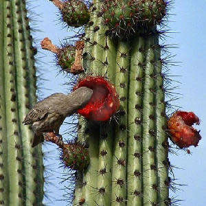 Stenocereus thurberi -5 Seed Pack- Exotic Cactus Edible Fruit, Insured Combined Shipping, NEW