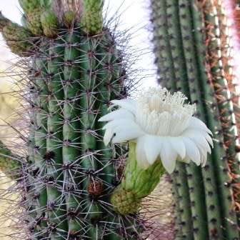 Stenocereus thurberi -5 Seed Pack- Exotic Cactus Edible Fruit, Insured Combined Shipping, NEW