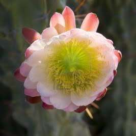 Stenocereus thurberi -5 Seed Pack- Exotic Cactus Edible Fruit, Insured Combined Shipping, NEW