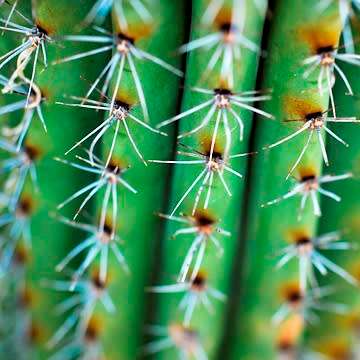 Stenocereus thurberi -5 Seed Pack- Exotic Cactus Edible Fruit, Insured Combined Shipping, NEW