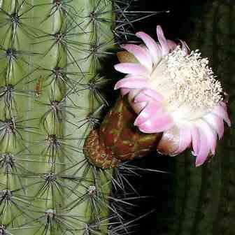 Stenocereus thurberi -5 Seed Pack- Exotic Cactus Edible Fruit, Insured Combined Shipping, NEW