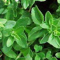Stevia rebaudiana - Organic Non GMO Seeds- 300 X Sweeter than Sugar