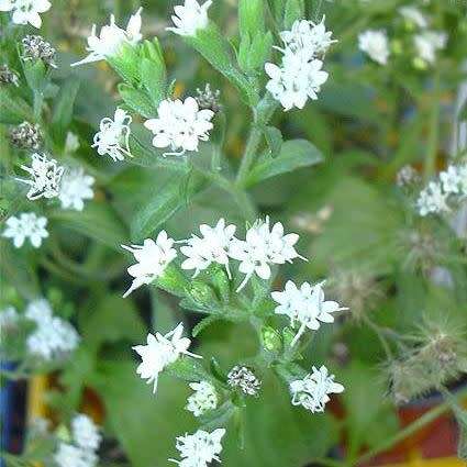 Stevia rebaudiana - Organic Non GMO Seeds- 300 X Sweeter than Sugar