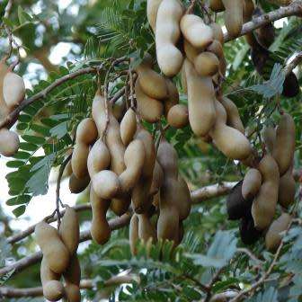 Sweet Tamarind, Indian Date Tree - Tamarindus indica - 5 Seeds - Combined Shipping