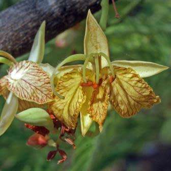 Sweet Tamarind, Indian Date Tree - Tamarindus indica - 5 Seeds - Combined Shipping