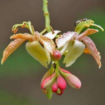 Sweet Tamarind, Indian Date Tree - Tamarindus indica - 5 Seeds - Combined Shipping
