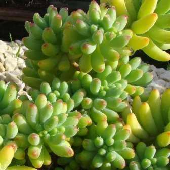 Sedum pachyphylum - 10+ Seed Pack - Exotic Edible Cold Hardy Succulent - Combined Shipping