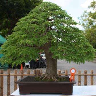 Tamarindus indica - Sweet Tamarind Tree Bonsai Seeds + FREE Gifts Seeds + Bonsai eBook