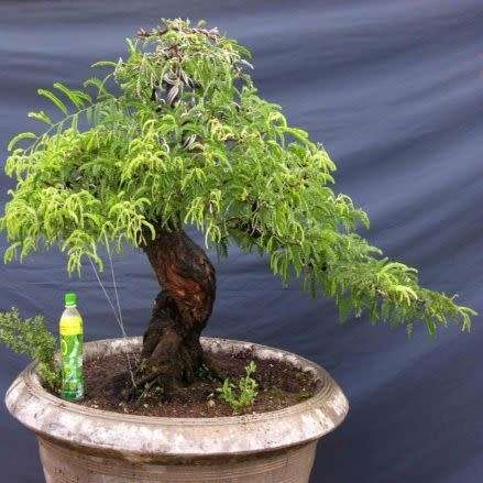Tamarindus indica - Sweet Tamarind Tree Bonsai Seeds + FREE Gifts Seeds + Bonsai eBook
