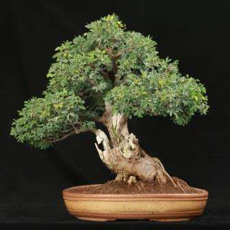 Tamarindus indica - Sweet Tamarind Tree Bonsai Seeds + FREE Gifts Seeds + Bonsai eBook