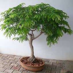 Tamarindus indica - Sweet Tamarind Tree Bonsai Seeds + FREE Gifts Seeds + Bonsai eBook