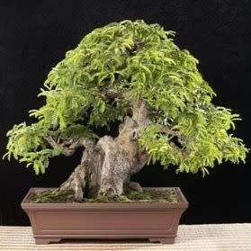 Tamarindus indica - Sweet Tamarind Tree Bonsai Seeds + FREE Gifts Seeds + Bonsai eBook