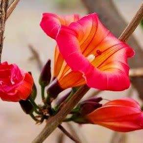 3 Stictocardia macalusoi Seeds - Rare South African Indigenous Perennial Climber - Global Shipping