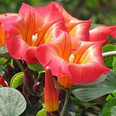3 Stictocardia macalusoi Seeds - Rare South African Indigenous Perennial Climber - Global Shipping