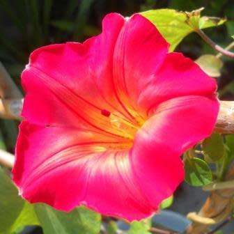 3 Stictocardia macalusoi Seeds - Rare South African Indigenous Perennial Climber - Global Shipping