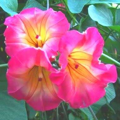 3 Stictocardia macalusoi Seeds - Rare South African Indigenous Perennial Climber - Global Shipping