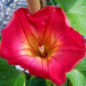 3 Stictocardia macalusoi Seeds - Rare South African Indigenous Perennial Climber - Global Shipping