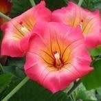 3 Stictocardia macalusoi Seeds - Rare South African Indigenous Perennial Climber - Global Shipping