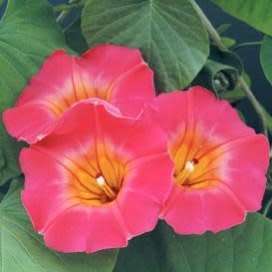 3 Stictocardia macalusoi Seeds - Rare South African Indigenous Perennial Climber - Global Shipping