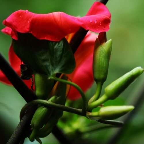 3 Stictocardia macalusoi Seeds - Rare South African Indigenous Perennial Climber - Global Shipping