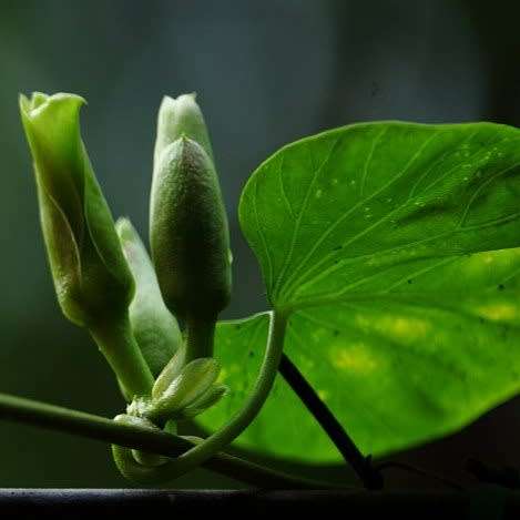 3 Stictocardia macalusoi Seeds - Rare South African Indigenous Perennial Climber - Global Shipping
