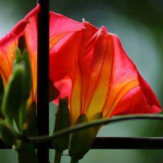 3 Stictocardia macalusoi Seeds - Rare South African Indigenous Perennial Climber - Global Shipping