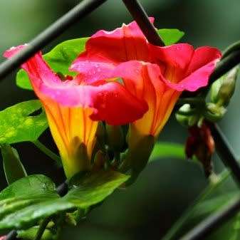 3 Stictocardia macalusoi Seeds - Rare South African Indigenous Perennial Climber - Global Shipping