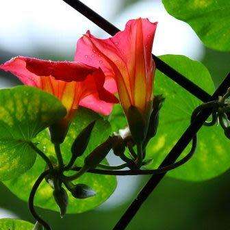 3 Stictocardia macalusoi Seeds - Rare South African Indigenous Perennial Climber - Global Shipping