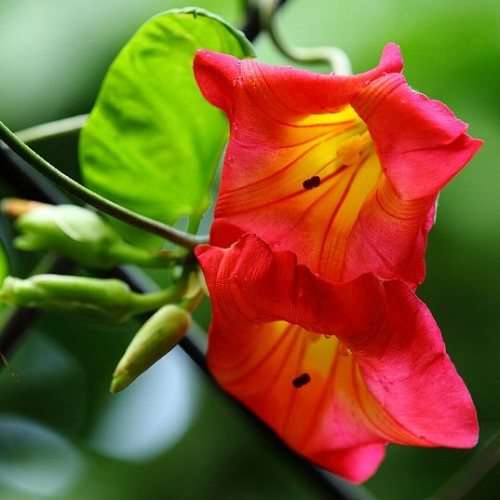 3 Stictocardia macalusoi Seeds - Rare South African Indigenous Perennial Climber - Global Shipping