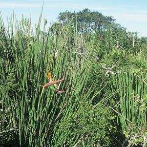 Strelitzia juncea - Spoon-leaved Bird of Paradise Seeds - Rare Indigenous Flowering Shrub