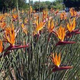 Strelitzia juncea - Spoon-leaved Bird of Paradise Seeds - Rare Indigenous Flowering Shrub