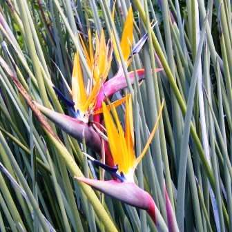 Strelitzia juncea - Spoon-leaved Bird of Paradise Seeds - Rare Indigenous Flowering Shrub