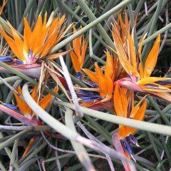 Strelitzia juncea - Spoon-leaved Bird of Paradise Seeds - Rare Indigenous Flowering Shrub
