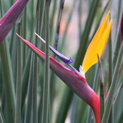 Strelitzia juncea - Spoon-leaved Bird of Paradise Seeds - Rare Indigenous Flowering Shrub