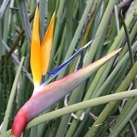 Strelitzia juncea - Spoon-leaved Bird of Paradise Seeds - Rare Indigenous Flowering Shrub