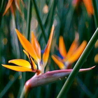 Strelitzia juncea - Spoon-leaved Bird of Paradise Seeds - Rare Indigenous Flowering Shrub