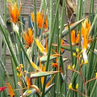 Strelitzia juncea - Spoon-leaved Bird of Paradise Seeds - Rare Indigenous Flowering Shrub