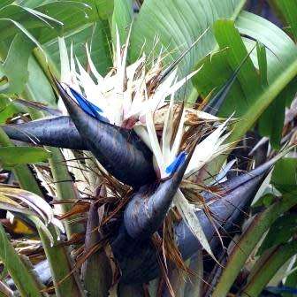Strelitzia nicolai Seeds - Giant Bird of Paradise - Indigenous Flowering Tree, Shrub