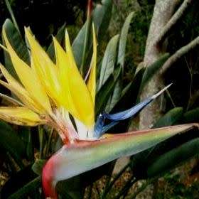 Mandela`s Gold Strelitzia reginae Seeds - 5 Pack - Rare South African Indigenous Shrub - Global Ship