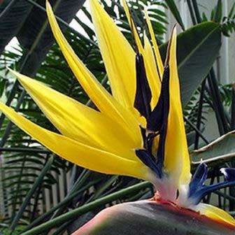 Mandela`s Gold Strelitzia reginae Seeds - 5 Pack - Rare South African Indigenous Shrub - Global Ship